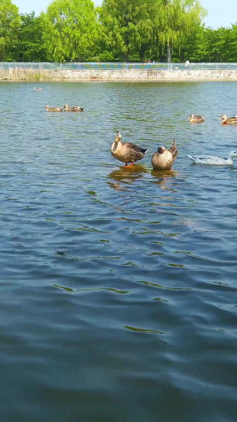 Pond duck_portrait
