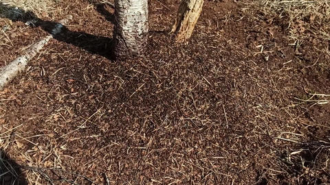 Detail of an anthill