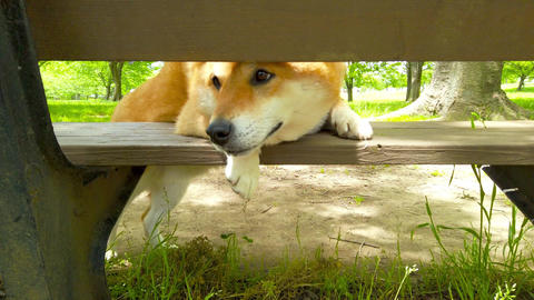 Shiba Inu