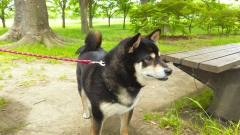 Shiba Inu