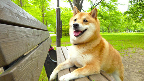Shiba Inu