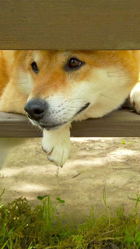 Shiba Inu_portrait
