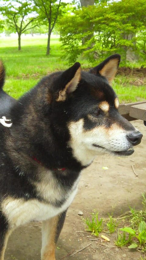 Shiba Inu_portrait