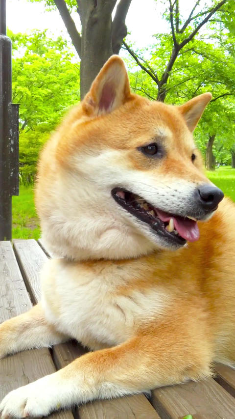 Shiba Inu_portrait