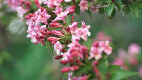 Plant With a Pink Color