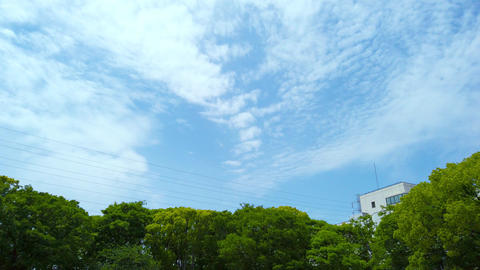 Trees and sky