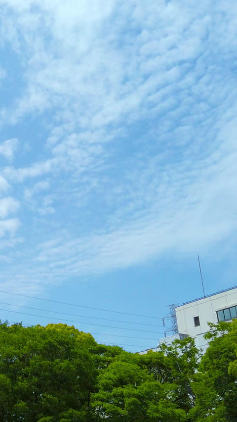 Trees and sky_portrait