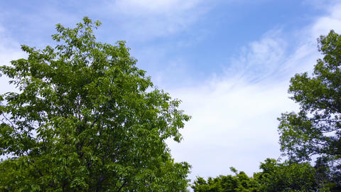 Trees and sky