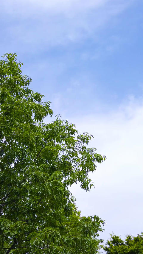 Trees and sky_portrait