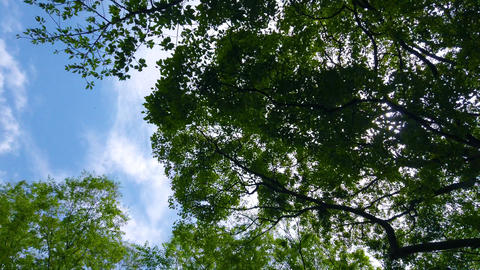Backlit tree