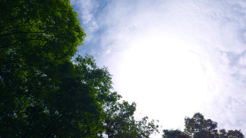 Backlit tree