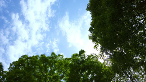 Backlit tree