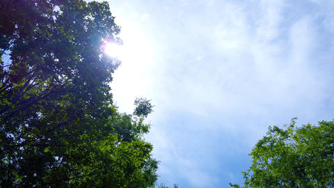 Backlit tree