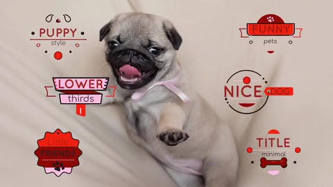 Titles Pets