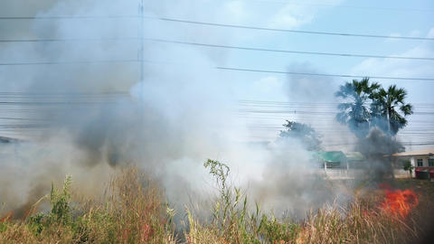 Bushfire near road in national park. Climate change crisis. Dry vegetation fire