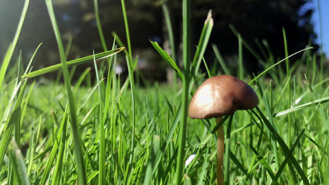 Closeup view of edible forest mushroom brown cap armillaria