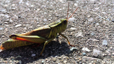Green grasshopper close up on the asphalt road jumped