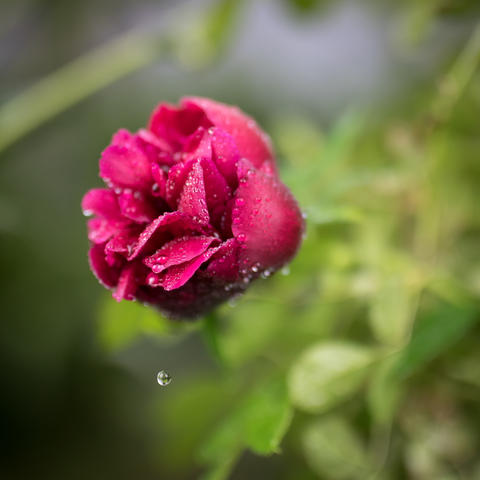 Beautiful summer garden flowers close-up