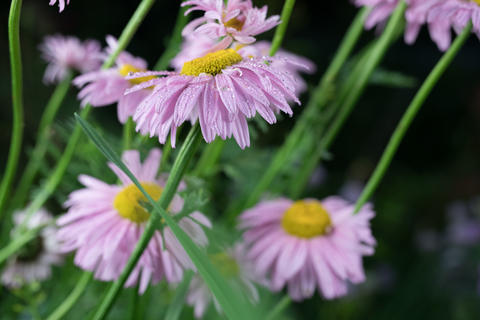 Beautiful summer garden flowers close-up