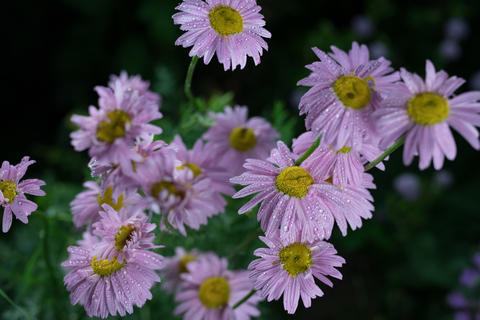 Beautiful summer garden flowers close-up