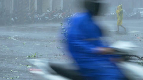 Trees blowing in surge of typhoon Wind and Rain