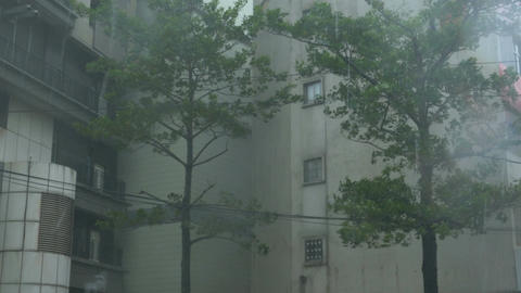 Trees in typhoon Wind surge and Rain