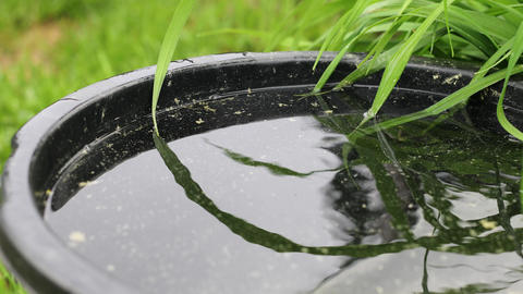 Flower petals in a water bowl. 4K Footage