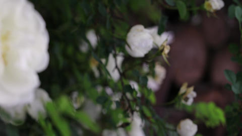 Beautiful summer garden flowers close-up. 4K Footage