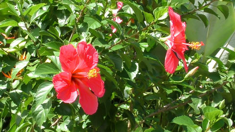 Hibiscus flowers swaying in the wind