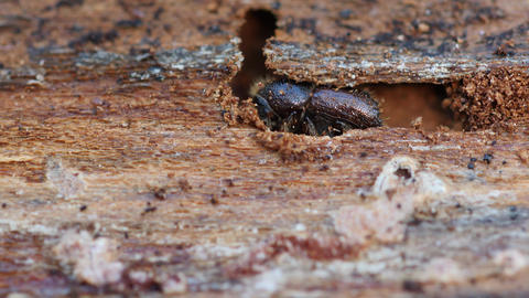 European spruce bark beetle feeding