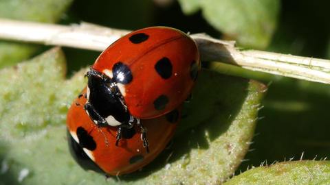 Couple of seven-spot ladybird mating, macro