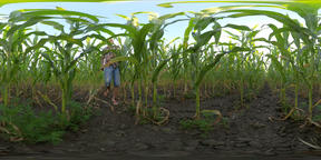 4K 360 VR Man in a field with corn
