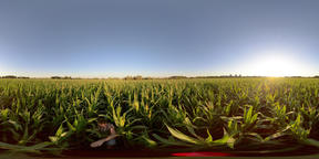 4K 360 VR Man in a field with corn