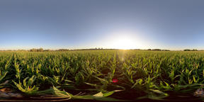 4K 360 VR Man in a field with corn