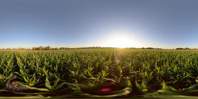 4K 360 VR Man in a field with corn