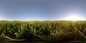 4K 360 VR Virtual Reality Corn Fields