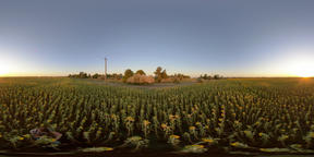 4K 360 VR A man in a field with a sunflower