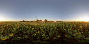 4K 360 VR Virtual Reality Sunflower Fields
