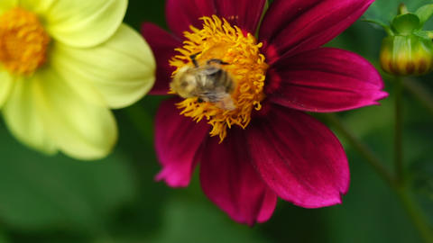 Bumblebee on dahlia flower