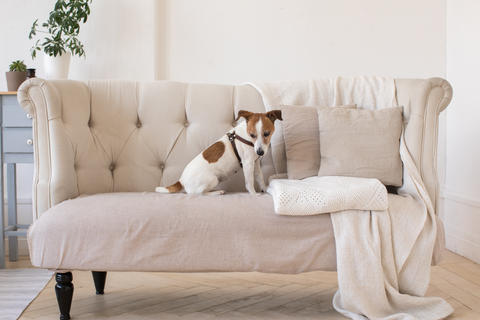 Little doggy on the couch
