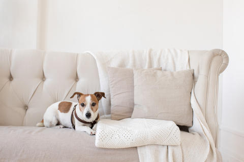 Little doggy on the couch