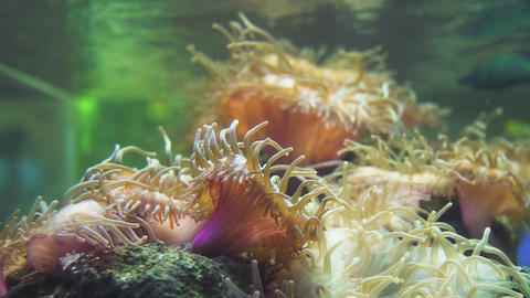 Sea anemone