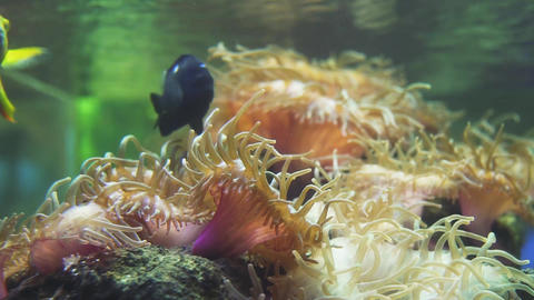Sea anemone
