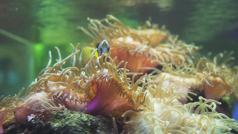 Sea anemone