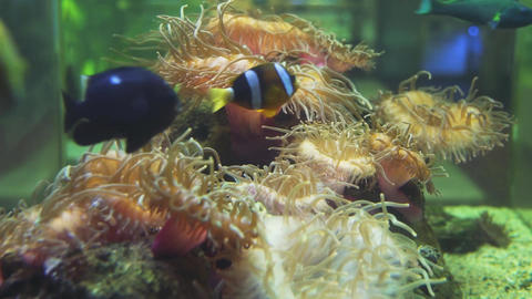 Sea anemone