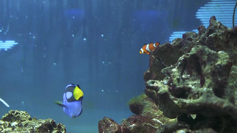 Clownfish