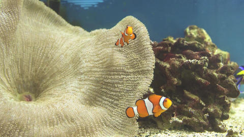 Clownfish
