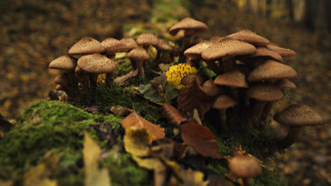 Mushrooms, autumn forest