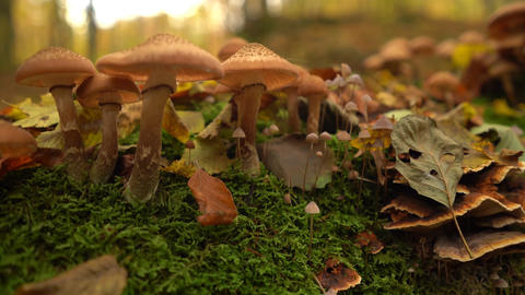 Autumn forest, trees and mushrooms
