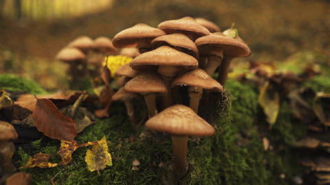 Forest, trees and mushrooms